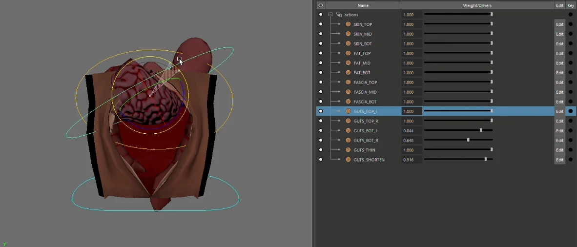 Anatomical rig controls